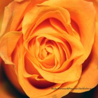 Orange Ros - Rosor - Skicka blommor i %city%